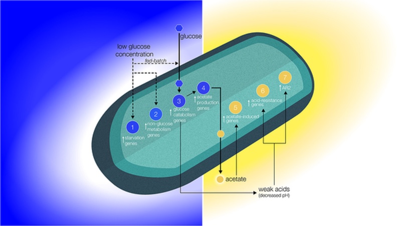 Gene expression.jpg