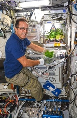 Frischer Salat auf der ISS