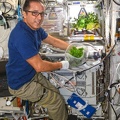 Frischer Salat auf der ISS