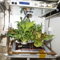 Veggie Experiment auf der ISS