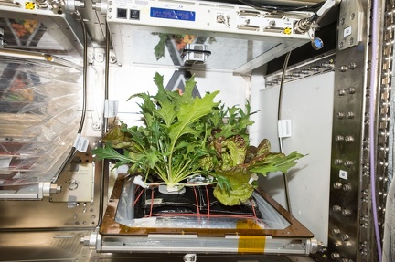 Veggie Experiment auf der ISS