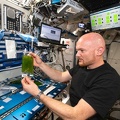 ISS - Experiment Algen-Aufzucht