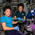 ISS - Salat-Ernte