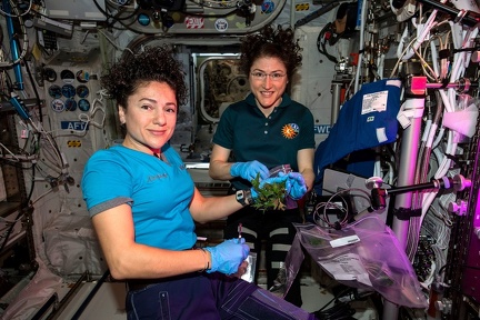 ISS - Salat-Ernte
