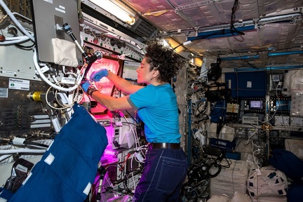 ISS - Salat-Ernte